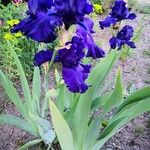 Iris barbatula Hábito