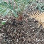 Encephalartos lehmannii ഇല