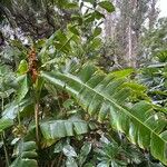 Heliconia latispatha Leaf