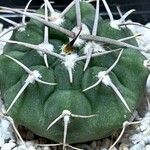 Gymnocalycium castellanosii Vivejo