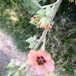 Sphaeralcea bonariensis Кветка