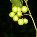 Smilax domingensis Fruto