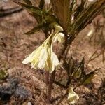 Cardamine enneaphyllos Květ