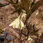 Cardamine enneaphyllos Blüte