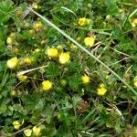 Potentilla crantzii 葉