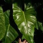 Philodendron sagittifolium List