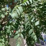 Koelreuteria paniculata Hoja