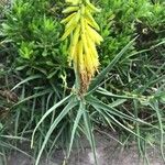 Aloe striatula Floare