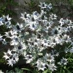 Eryngium giganteum Blüte