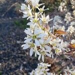 Amelanchier × lamarckii फूल