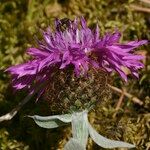 Centaurea jordaniana 花
