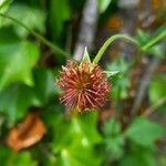 Geum urbanum Frucht