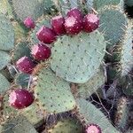 Opuntia engelmannii Frutto