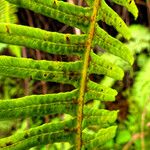 Dicranopteris linearis Nyingine