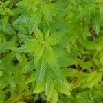 Aloysia citriodora Blad