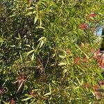 Hakea salicifolia Blatt