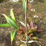 Bulbophyllum falcatum Habitus