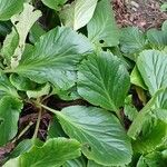 Bergenia crassifolia Blad