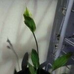 Spathiphyllum wallisiiЦветок