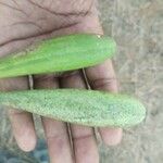 Gymnema sylvestre Fruit