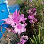 Watsonia borbonica 花