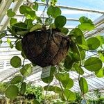 Hoya diversifolia Habit