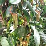 Nepenthes campanulata عادت داشتن