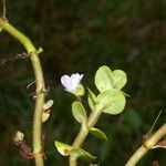 Bacopa salzmannii Habitus