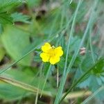 Potentilla erecta Цвят