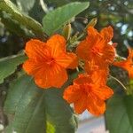 Cordia dodecandra Kvet