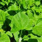 Chenopodium bonus-henricus Leaf