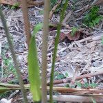 Wallichia oblongifolia Escorça