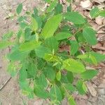 Eucalyptus grandis Leaf