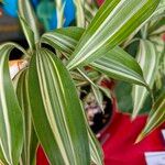 Dracaena braunii Leaf