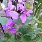 Orychophragmus violaceus Hoja