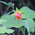 Hibiscus martianus Flor