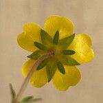 Potentilla verna Blüte