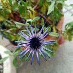 Osteospermum fruticosumফুল