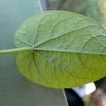 Aristolochia rotunda Feuille