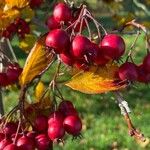 Crataegus persimilis Фрукт