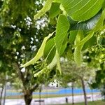 Tilia americanaFolha