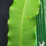 Danaea longicaudata Hoja