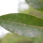 Xylopia richardii Leaf