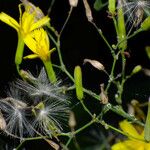 Mycelis muralis (Fleur)