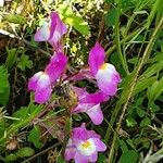 Linaria maroccana Flor