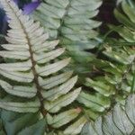 Polystichum