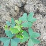 Oxalis latifolia Folio