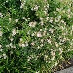 Aster ageratoides Blüte