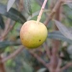 Olea europaea Fruit