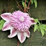 Clematis florida Kvet